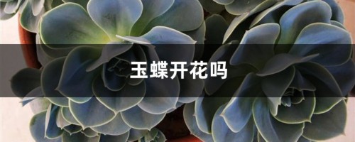 玉蝶开花吗